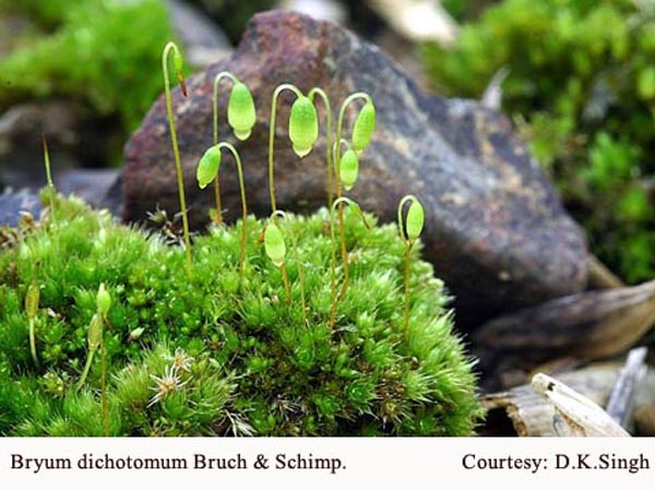 Bryum dichotomum Bruch & Schimp.